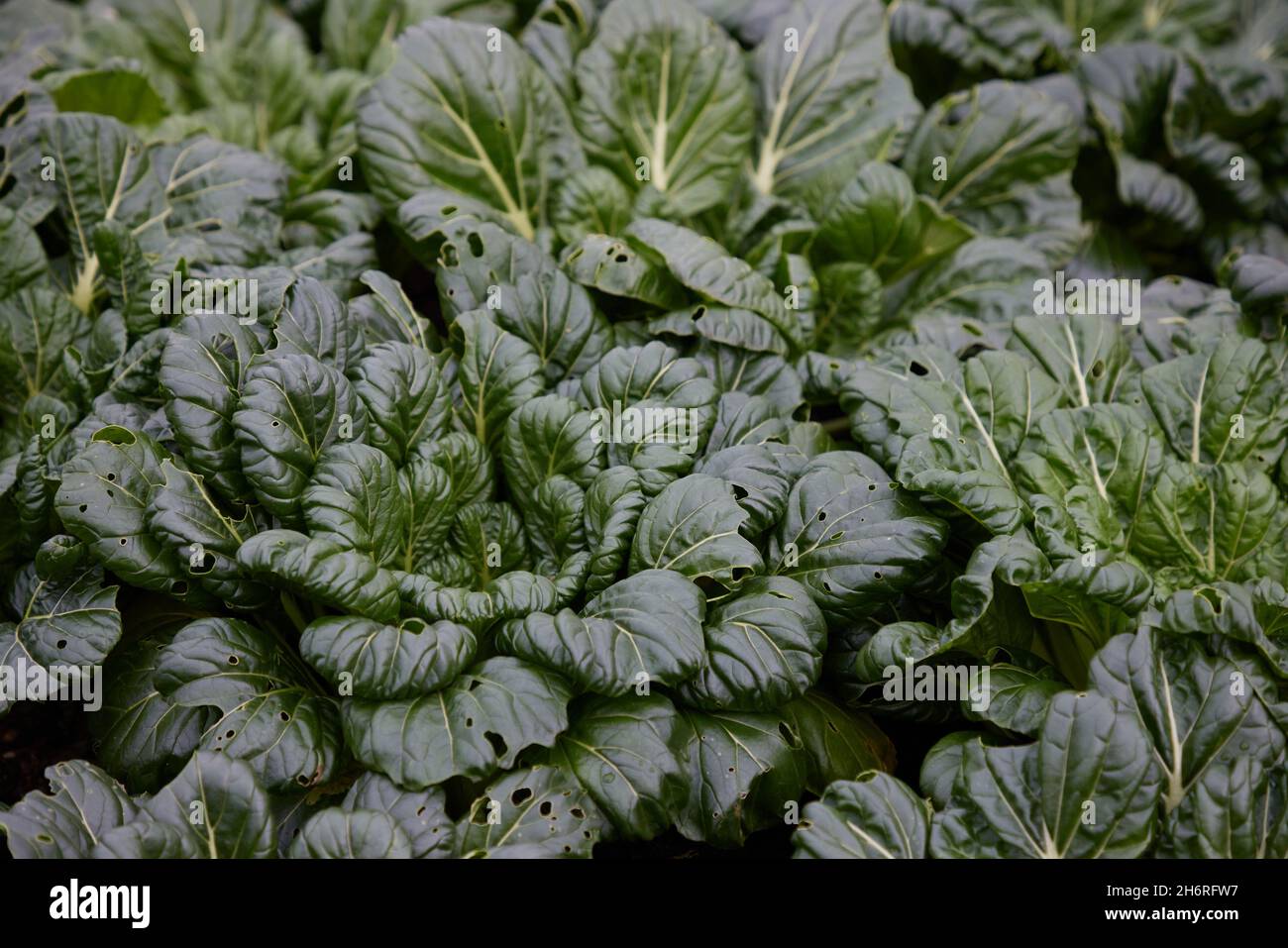 Verdure invernali Tatsoi Rosette Pak Choi piante con luccicanti foglie di insalata. Foto Stock