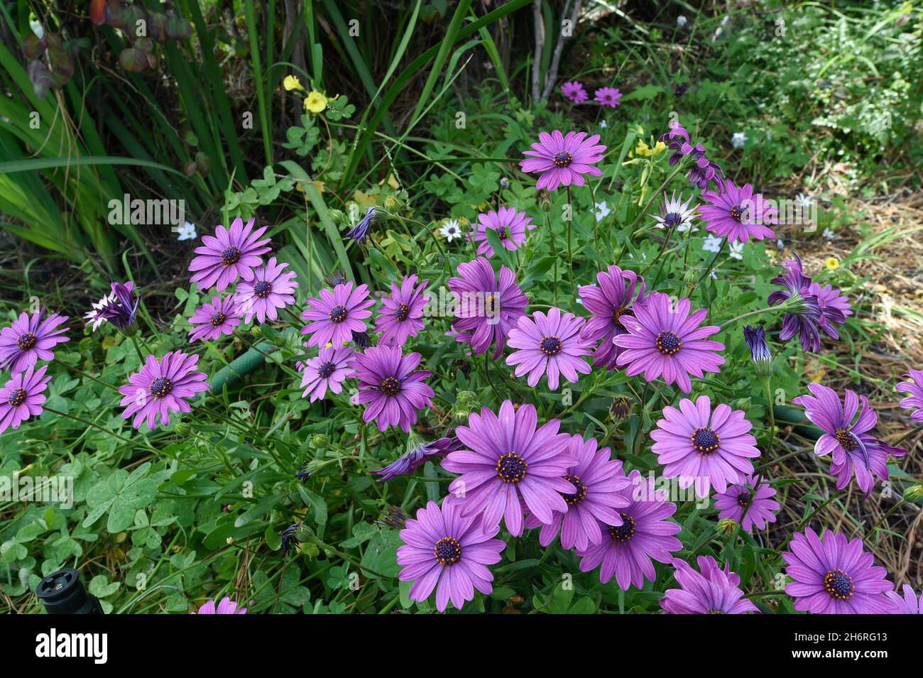 Fiori primaverili a San Diego, California Foto Stock