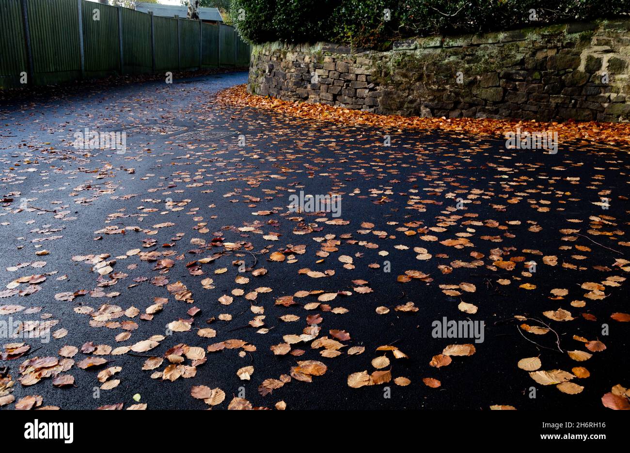 Autunno caduto lascia su un sentiero bagnato. Foto Stock