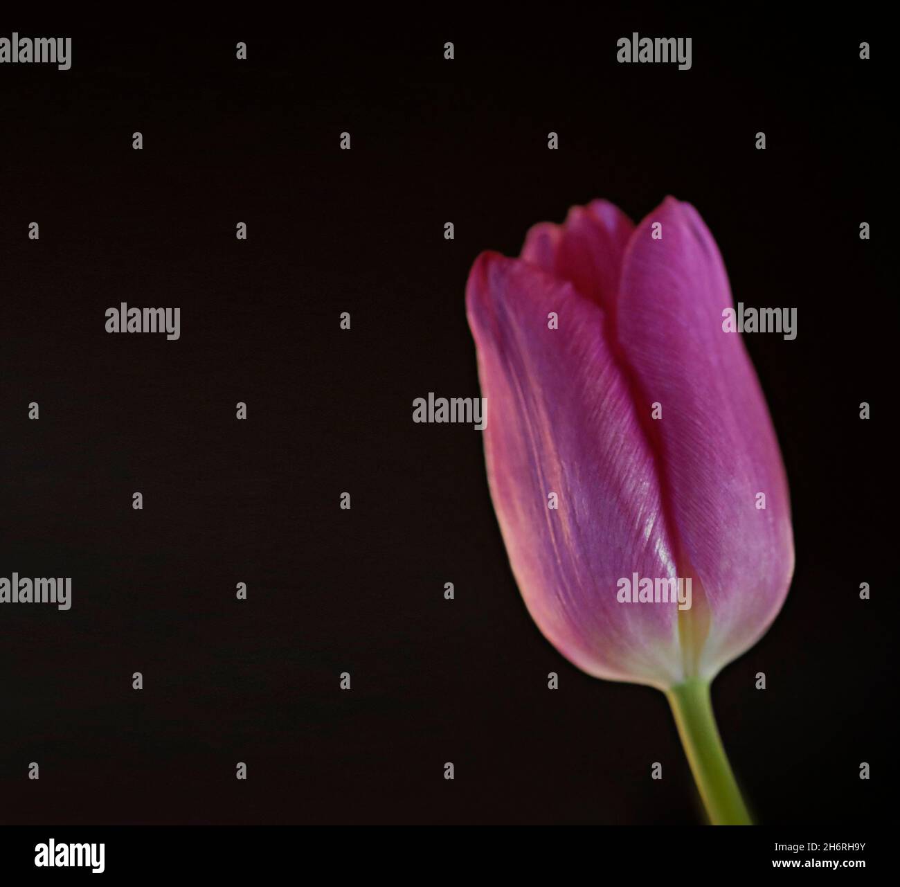 Splendido lilla o viola colorato, tulipano adatto come biglietto d'auguri Foto Stock