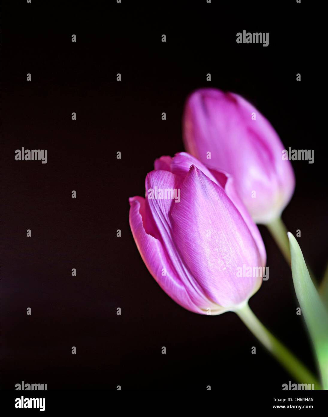 Due bellissimi tulipani viola su sfondo scuro Foto Stock