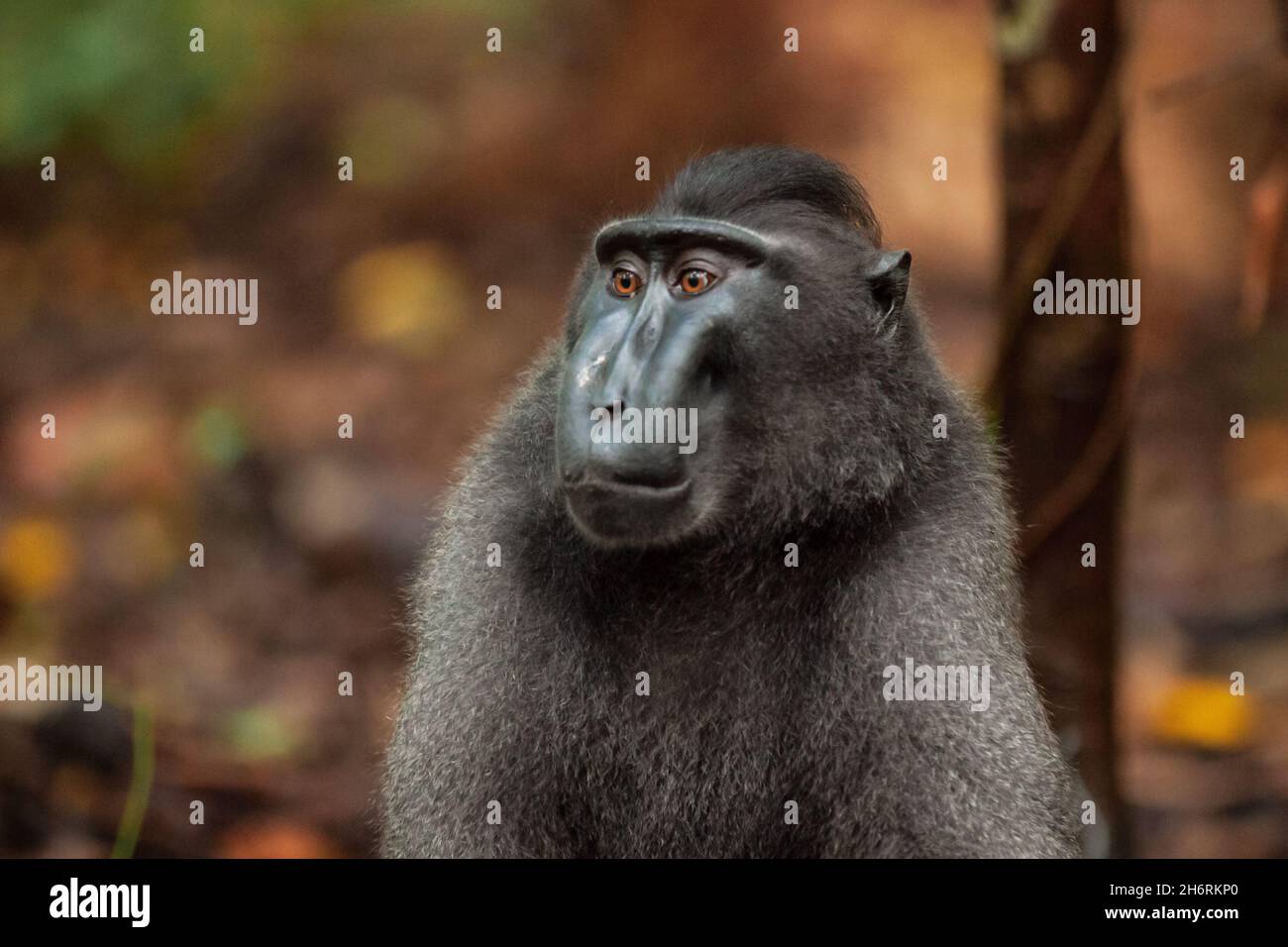 Un ritratto di macaco cremato Sulawesi, Parco Nazionale di Tangkoko, Indonesia Foto Stock