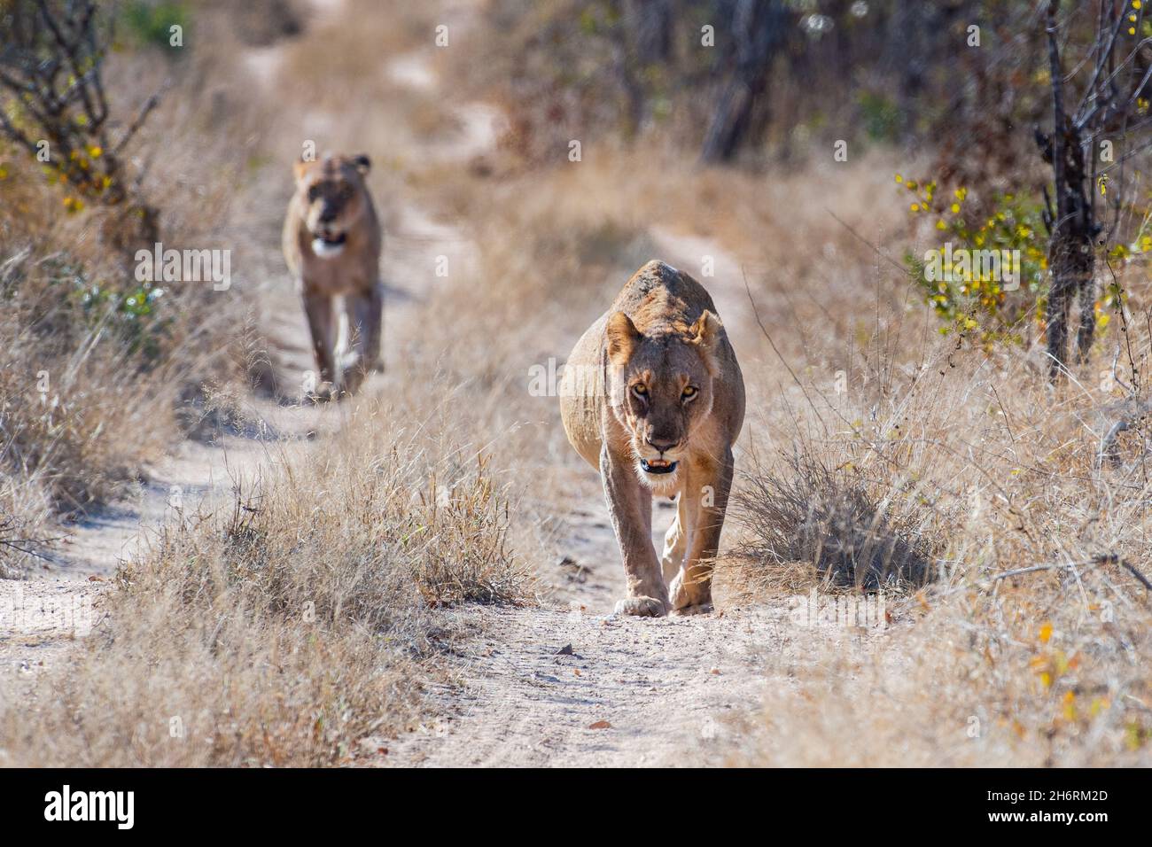 Due leonesse, Panthera leo, camminano verso la macchina fotografica su una pista sterrata Foto Stock