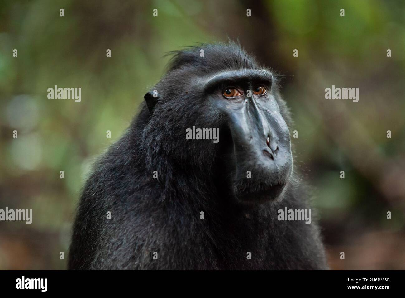Sad Looking Sulawesi macaque crested, Parco Nazionale di Tangkoko, Indonesia Foto Stock