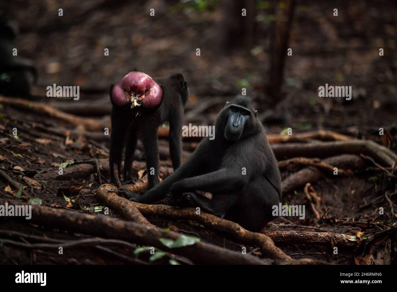 Sulawesi crested macaque passando le feci, Parco Nazionale di Tangkoko, Indonesia Foto Stock