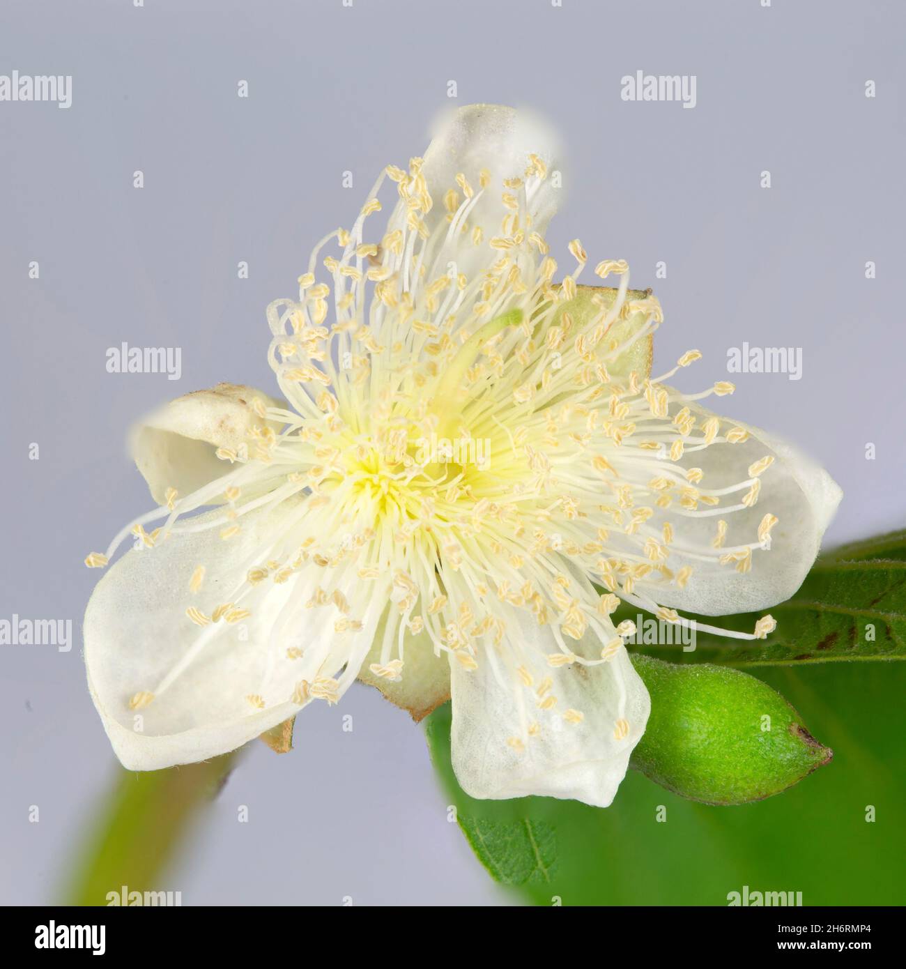 Guava albero, Psidium guajava, è un piccolo albero tropicale comune coltivato per la sua frutta e nativo del Messico. I suoi fiori sono bianchi con cinque petali e. Foto Stock