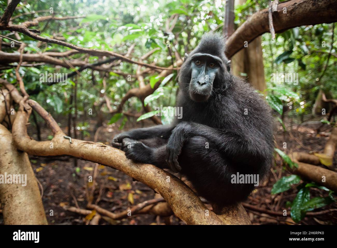 Sulawesi crested macaque seduto su un ramo d'albero i il suo habitat naturale - Parco Nazionale di Tangkoko, Indonesia Foto Stock