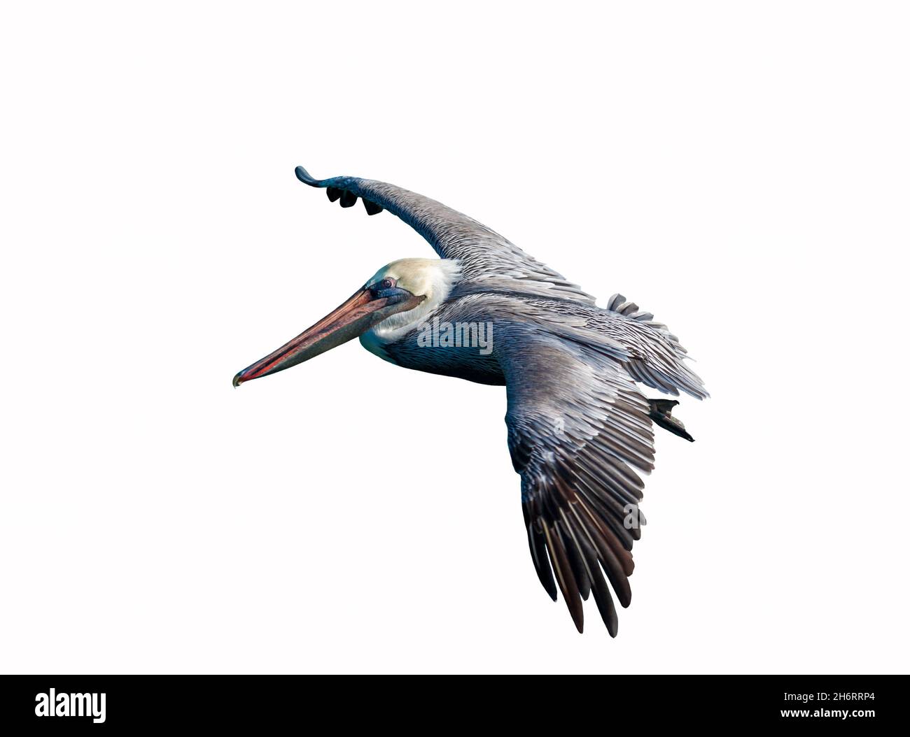pelican volare da vicino ritagliato su uno sfondo bianco Foto Stock
