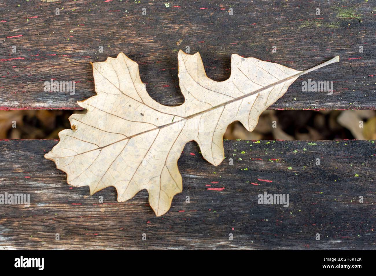 Una foglia di quercia morta siede su una panca di parco con intemperie. Foto Stock