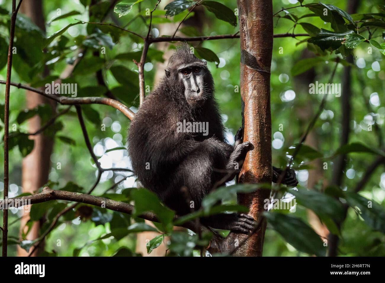 Sulawesi crested macaque sale l'albero, Parco Nazionale di Tangkoko, Indonesia Foto Stock