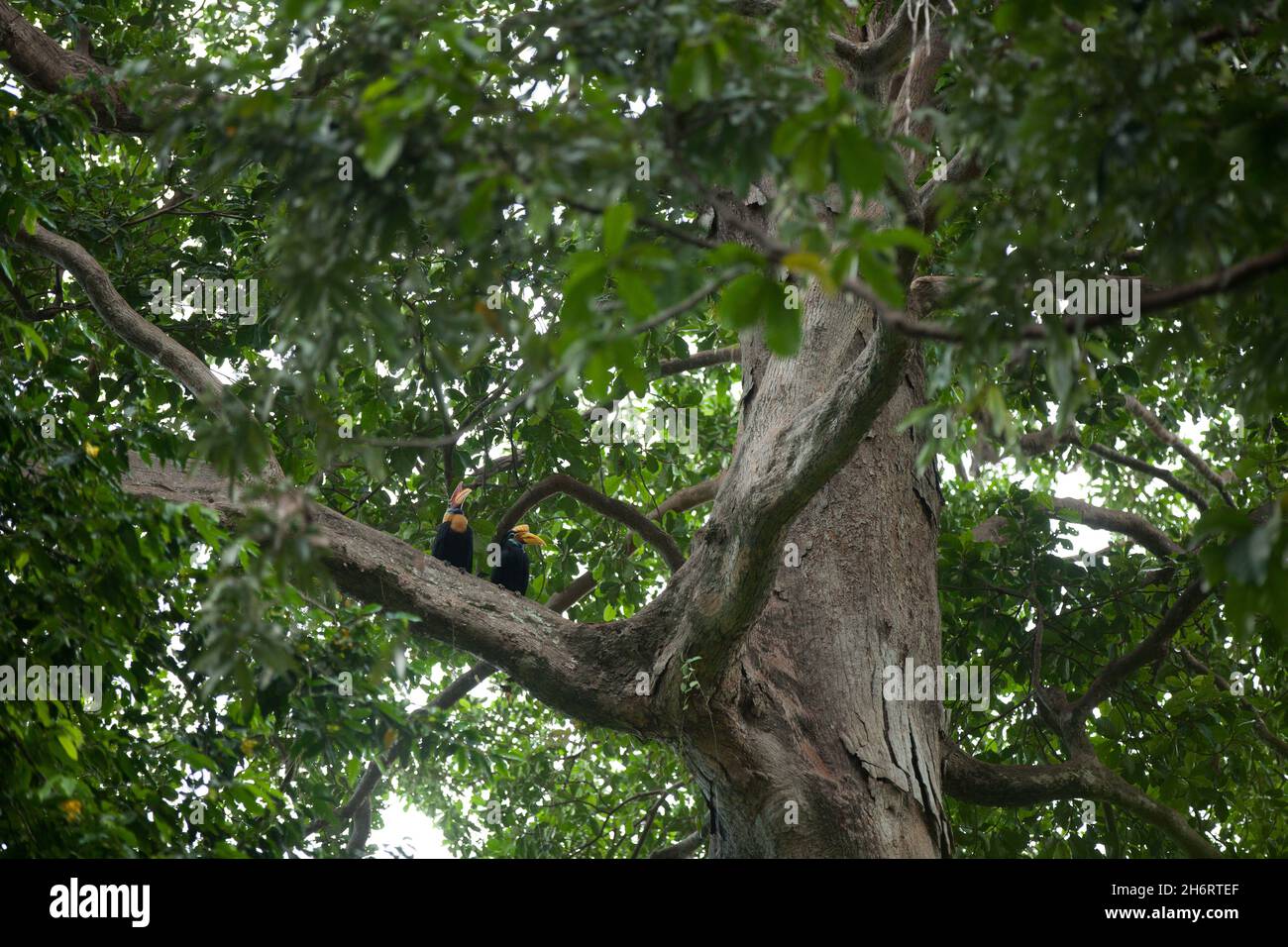 Un paio di hornbils tropicali si siedono sul grande albero in una foresta pluviale Foto Stock