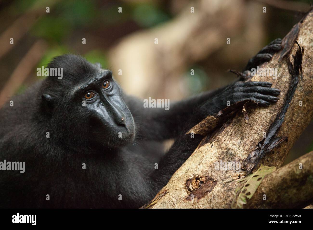 Il curioso macaca nigra guarda via Foto Stock