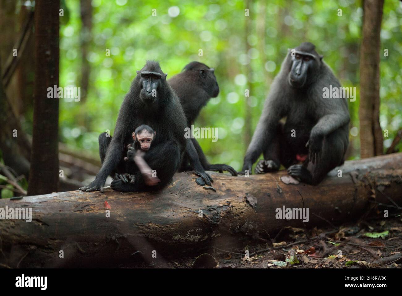Una famiglia di macaca nigra con il cub Foto Stock