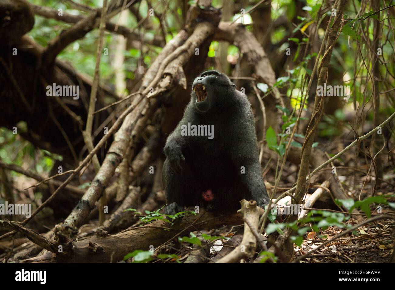 Un nigra macaca adulto mostra i suoi denti Foto Stock
