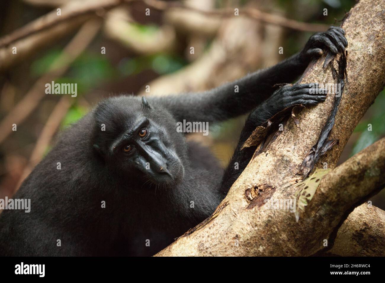 Macaca nigra tiene il tronco dell'albero Foto Stock
