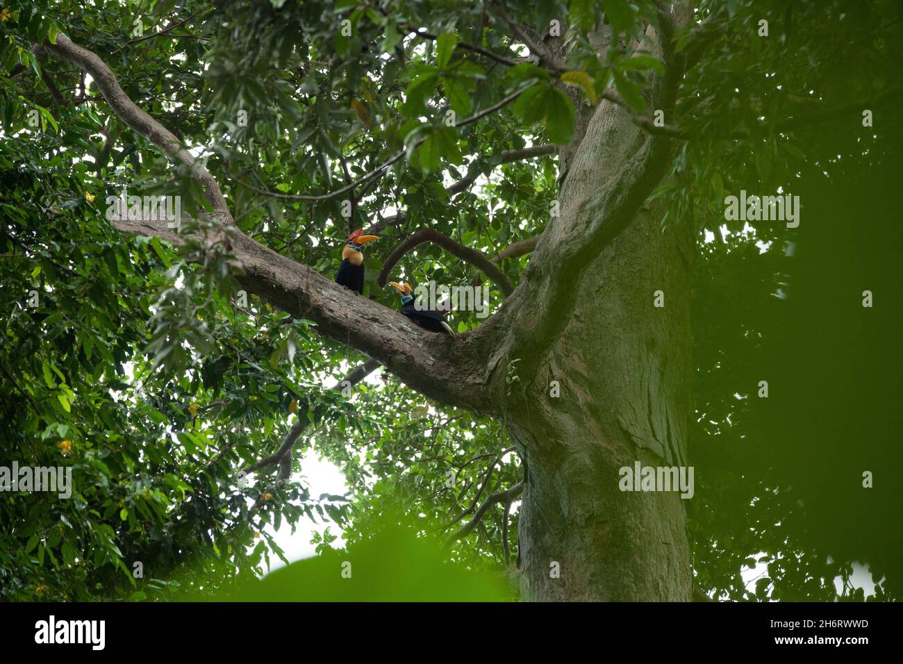 Un paio di hornbils nella foresta pluviale dell'isola di Sulawesi Foto Stock
