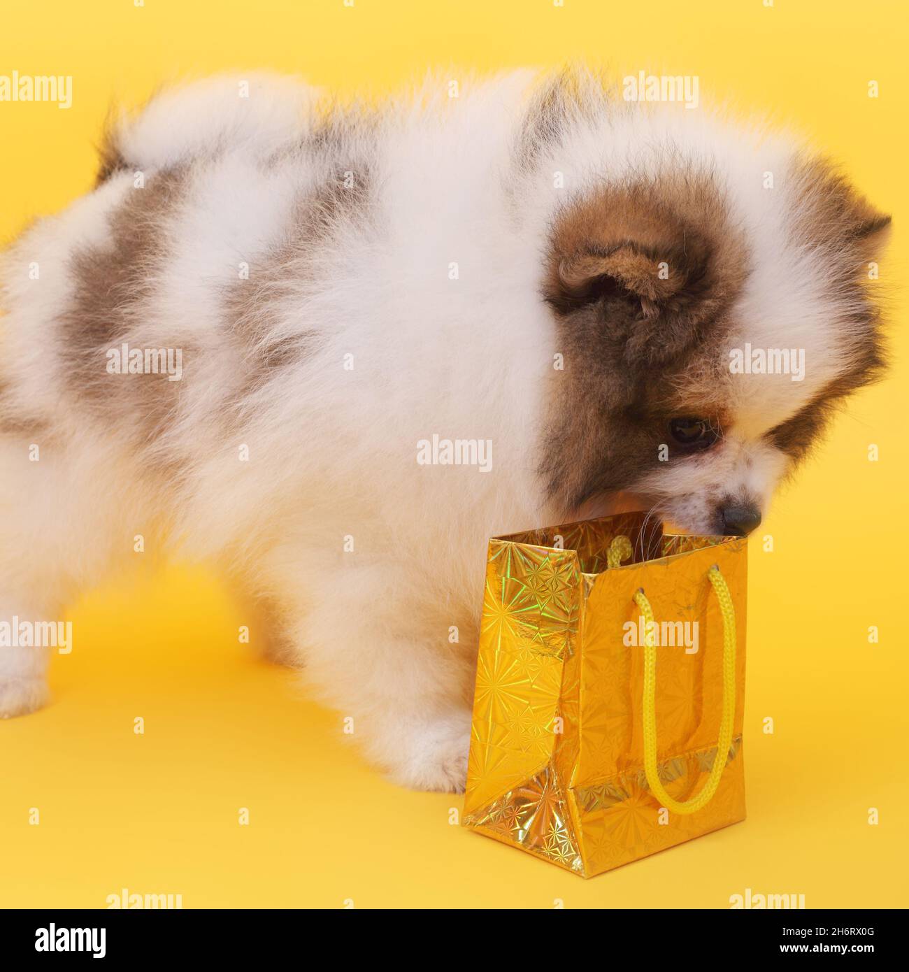 carino cucciolo con il pacco vacanza Foto Stock