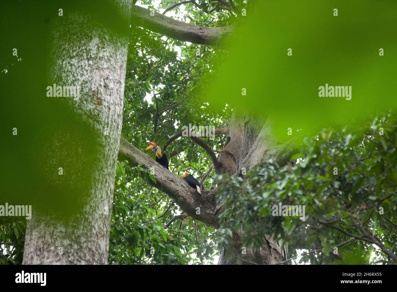 Un paio di hornbils siede sull'albero. Parco Nazionale di Tangkoko Foto Stock