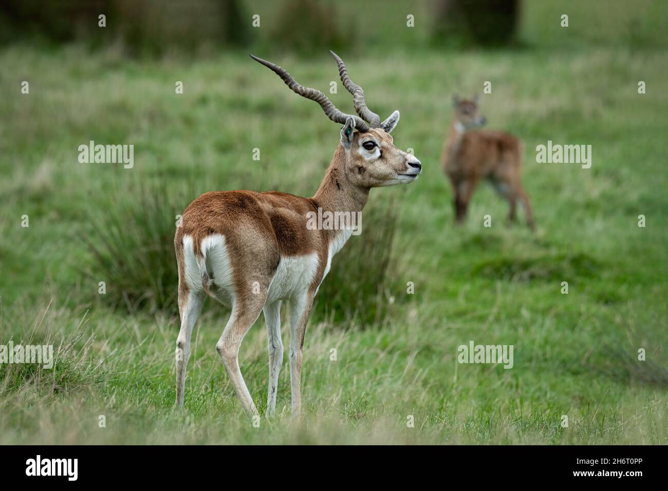 L'antilope nero cervicapra, è anche chiamata antilope indiana, è un'antilope originaria dell'India e del Nepal. Foto Stock