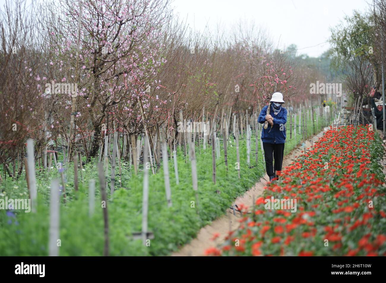 Giardinaggio di fiori, bel fiore in giardino e agricoltori Foto Stock