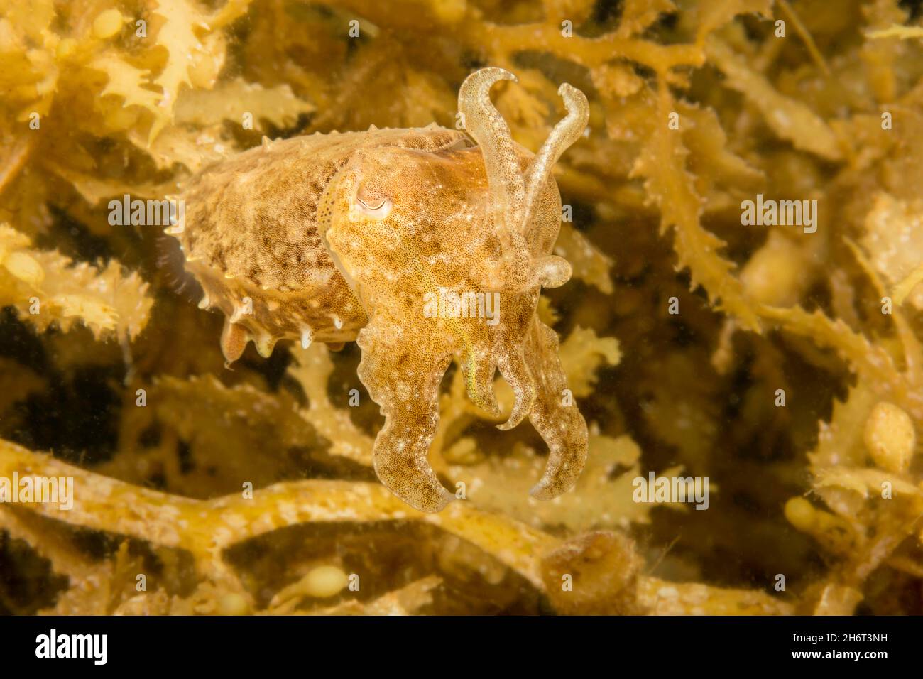 La seppia bandensis, a base di stumpy-spined, è comune sulle barriere coralline, Filippine. È raffigurato cercando di mimetizzazione del suo colore e forma a m Foto Stock