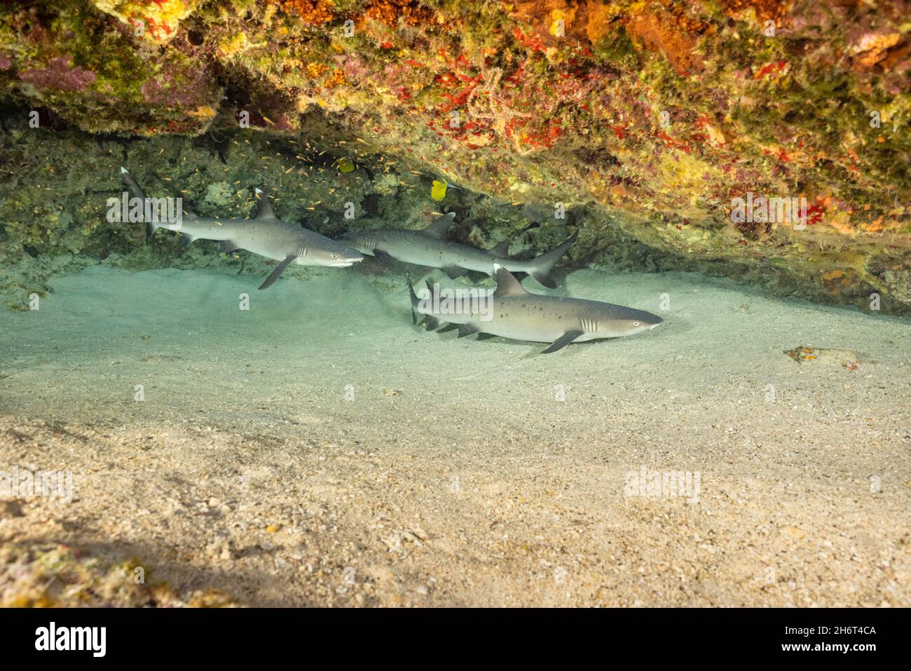 Whitetip gli squali, Triaenodon obesus, sono una delle poche specie di squali che possono sostare e riposare sul fondo, Hawaii. Foto Stock