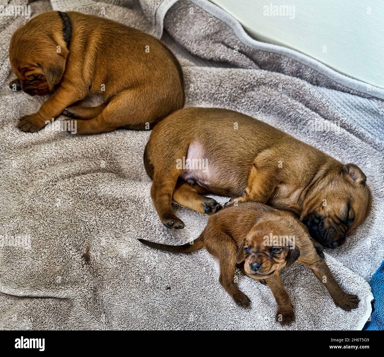 Cuccioli di Redbone Coonhound Foto Stock