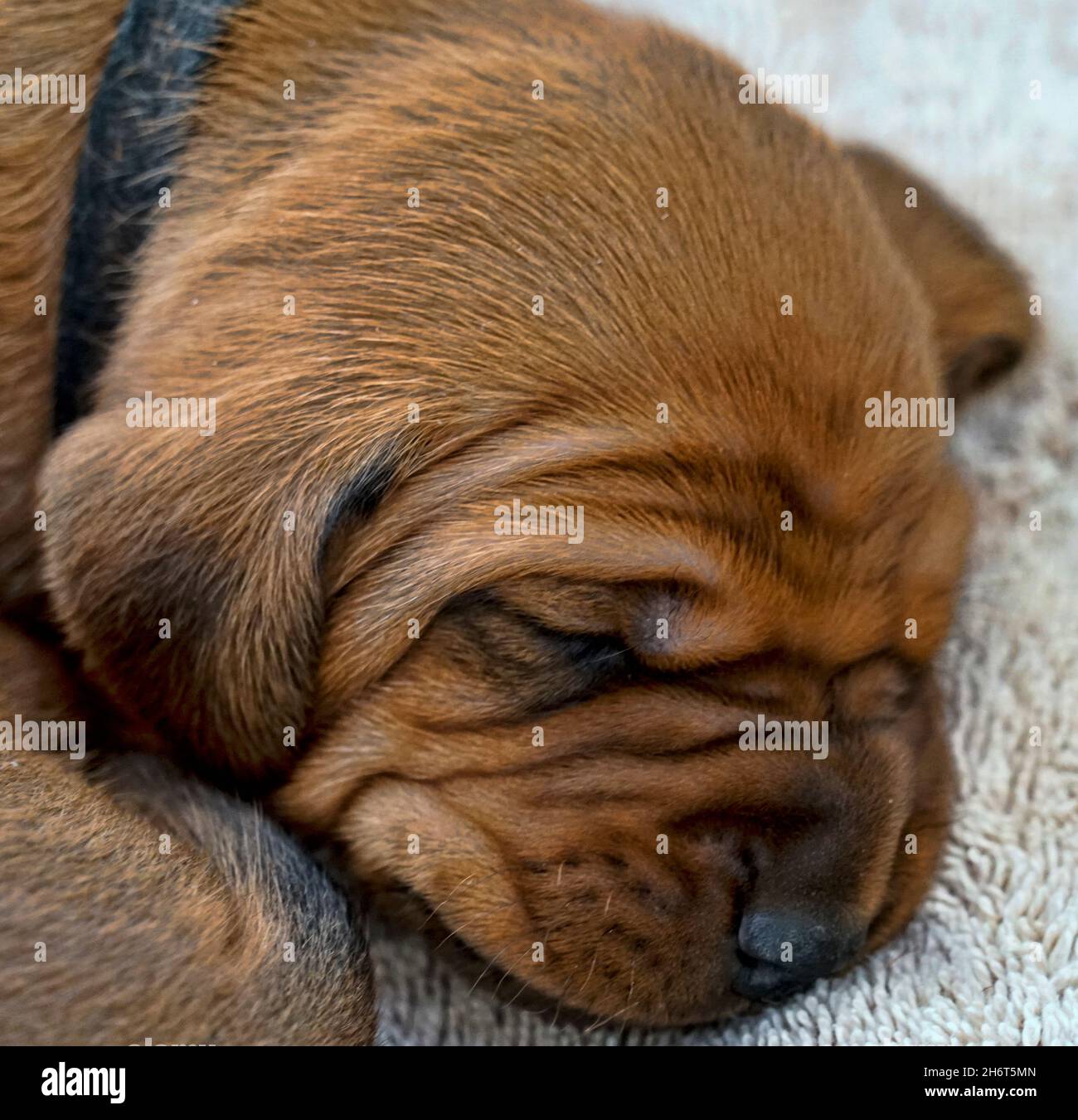 Lettiera Redbone Coonhound Foto Stock