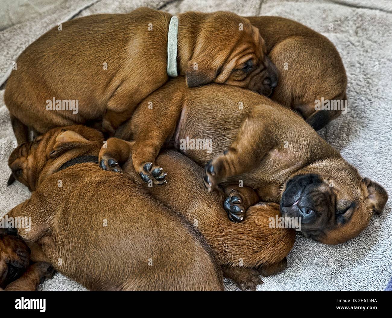 Lettiera Redbone Coonhound Foto Stock
