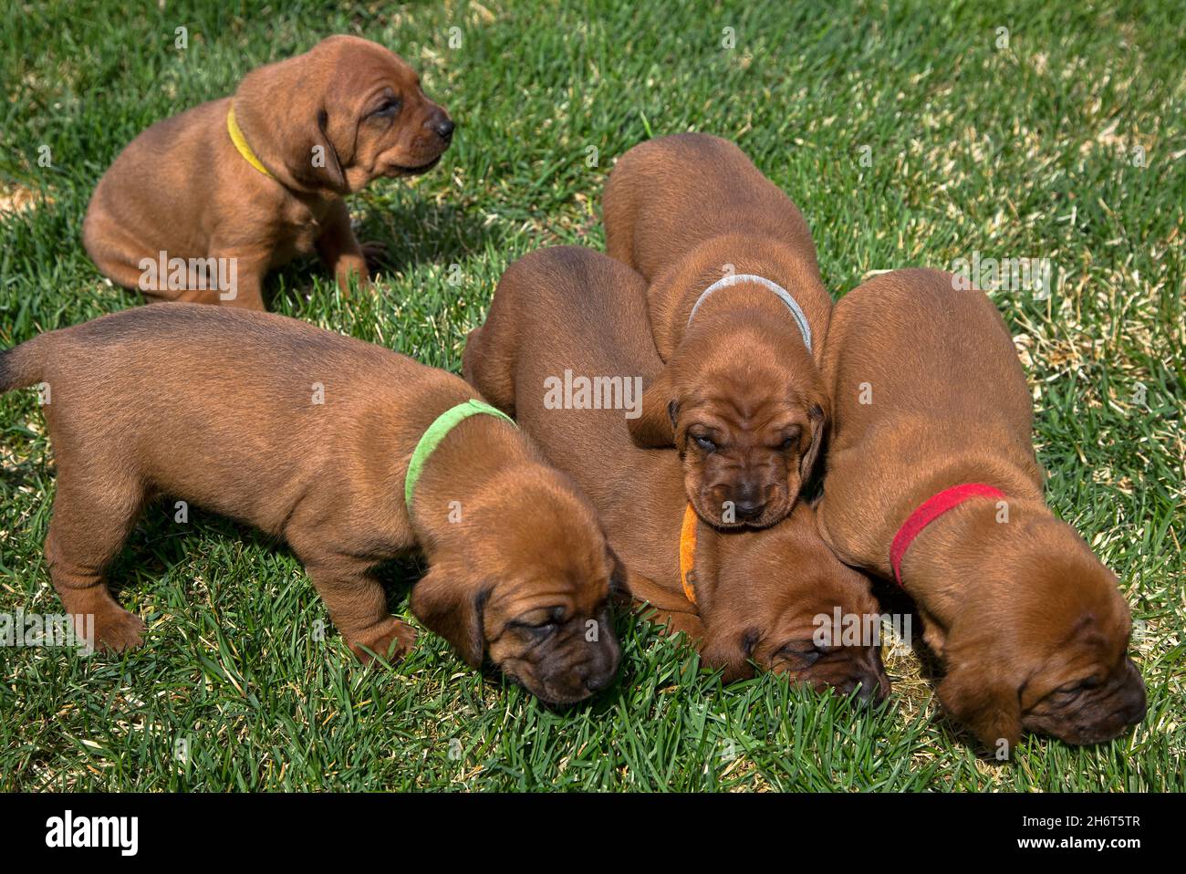 Lettiera Redbone Coonhound Foto Stock