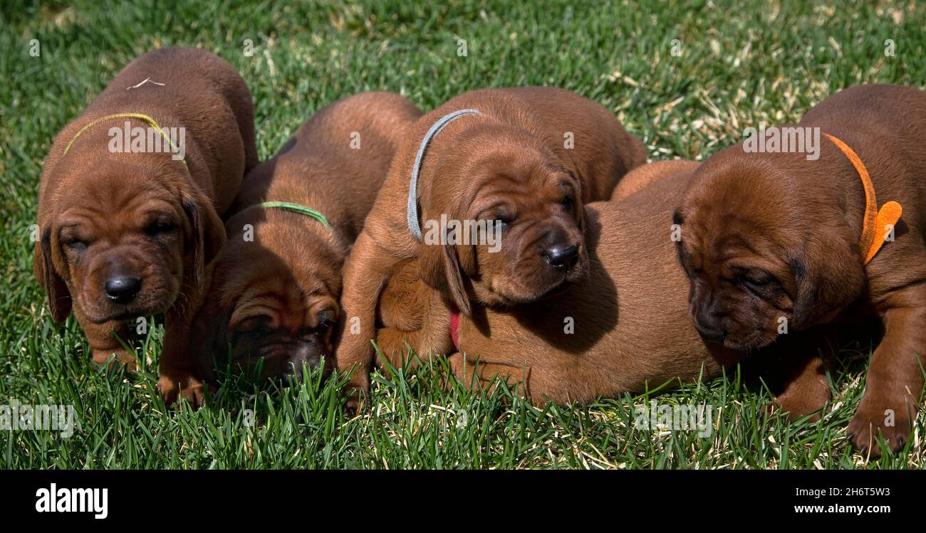 Lettiera Redbone Coonhound Foto Stock