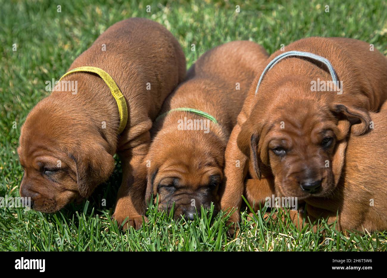 Lettiera Redbone Coonhound Foto Stock