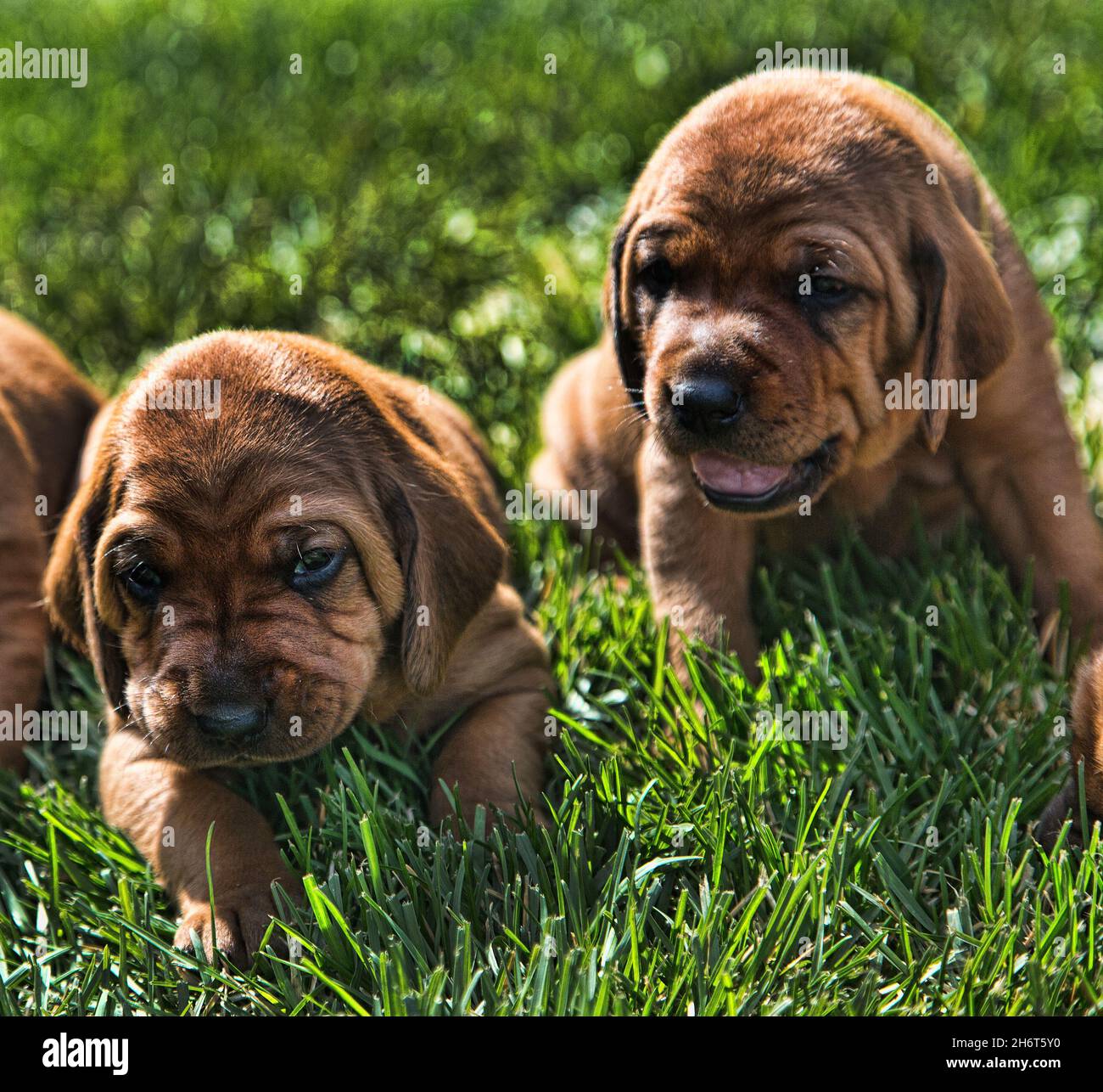 Cucciolo di Redbone Coonhound Puppy Foto Stock