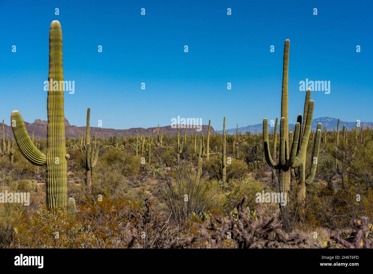 Saguaro Cactus coprire la scena con le montagne dietro Foto Stock