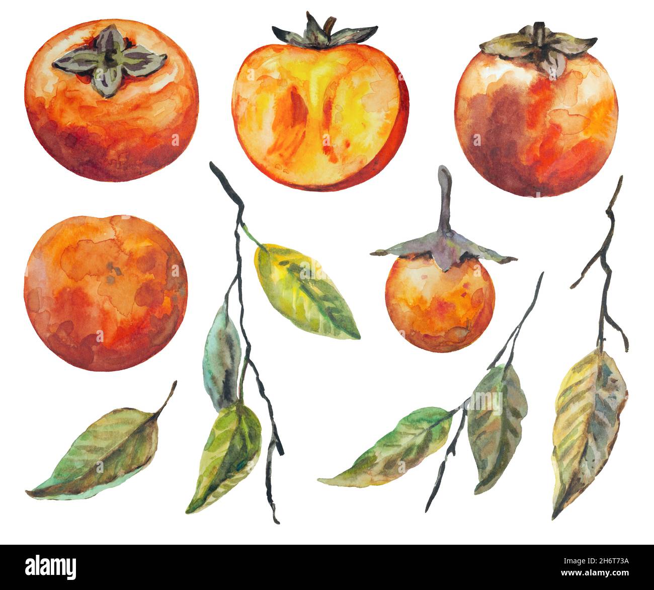 Set di persimmon disegnato a mano, isolato su sfondo bianco. Pittura ad acquerello. Foto Stock