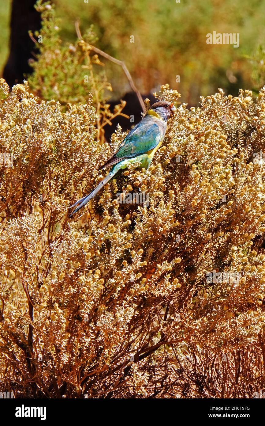 Parrot nelle gamme di Flinders dell'Australia possibilmente un Ringneck di Mallee (Barnardius zonarius barnardi o Barnardius barnardi) - anche conosciuto come il Malle Foto Stock