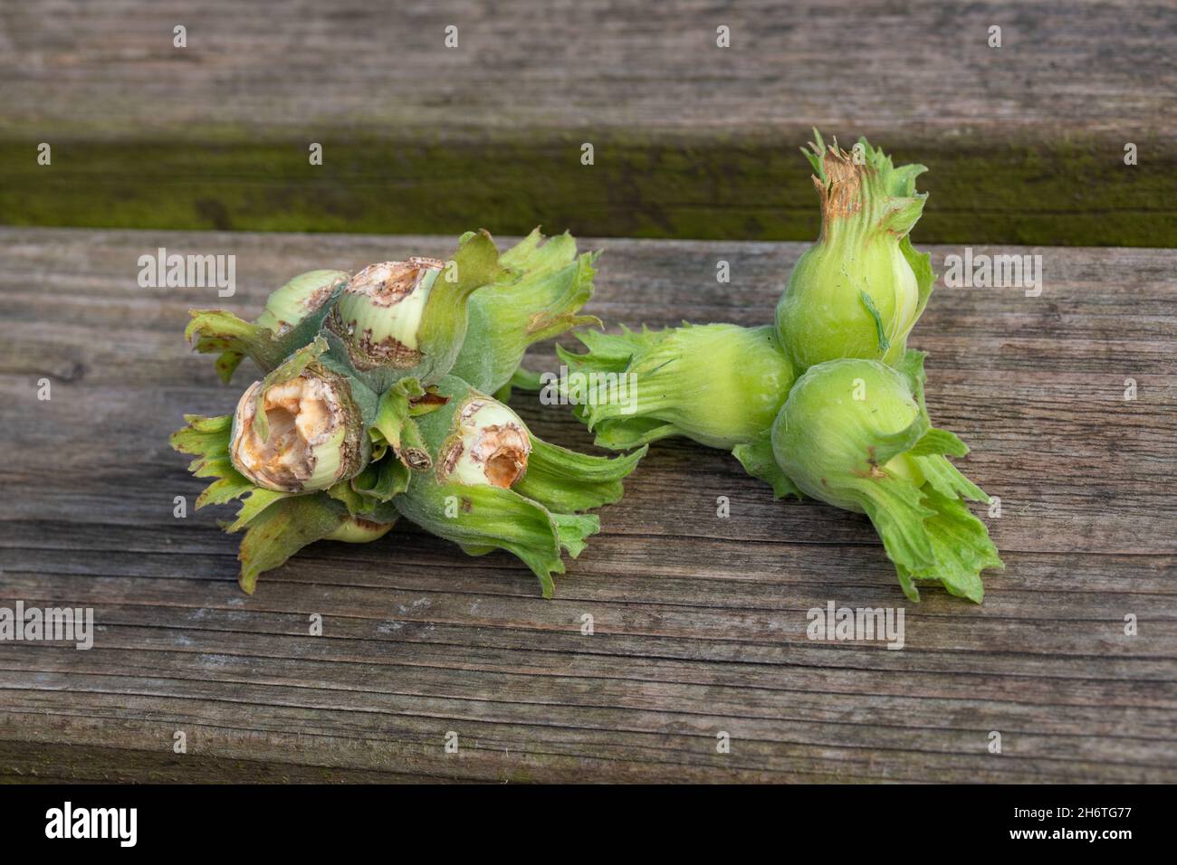 Nocciole (Corylus avellana), staccate e cadute a terra da uno scoiattolo grigio (Sciurus carolinenis), dopo essere state parzialmente mangiate e poi divorate Foto Stock