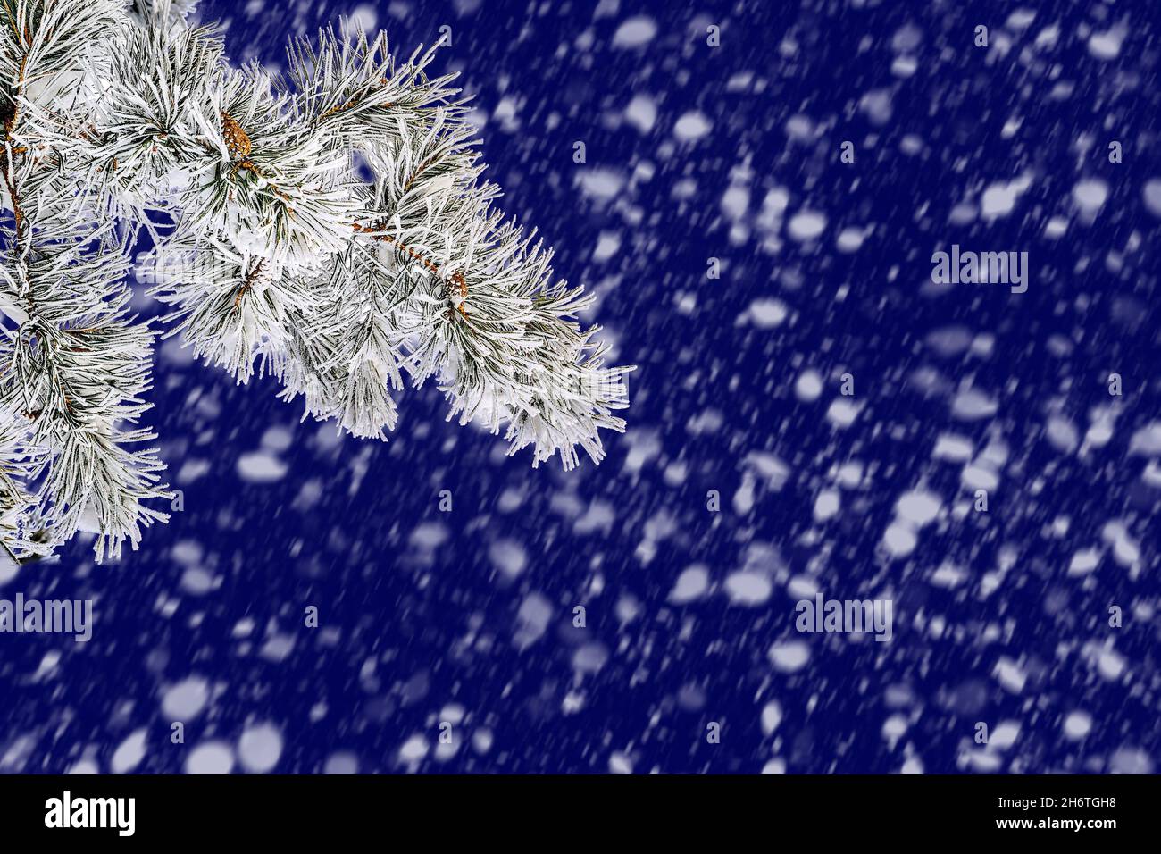 Ramo di pino con neve e gelo coperto da vicino su sfondo blu notturno in caso di nevicate pesanti. Paesaggio invernale di Natale per pubblicità o gr Foto Stock