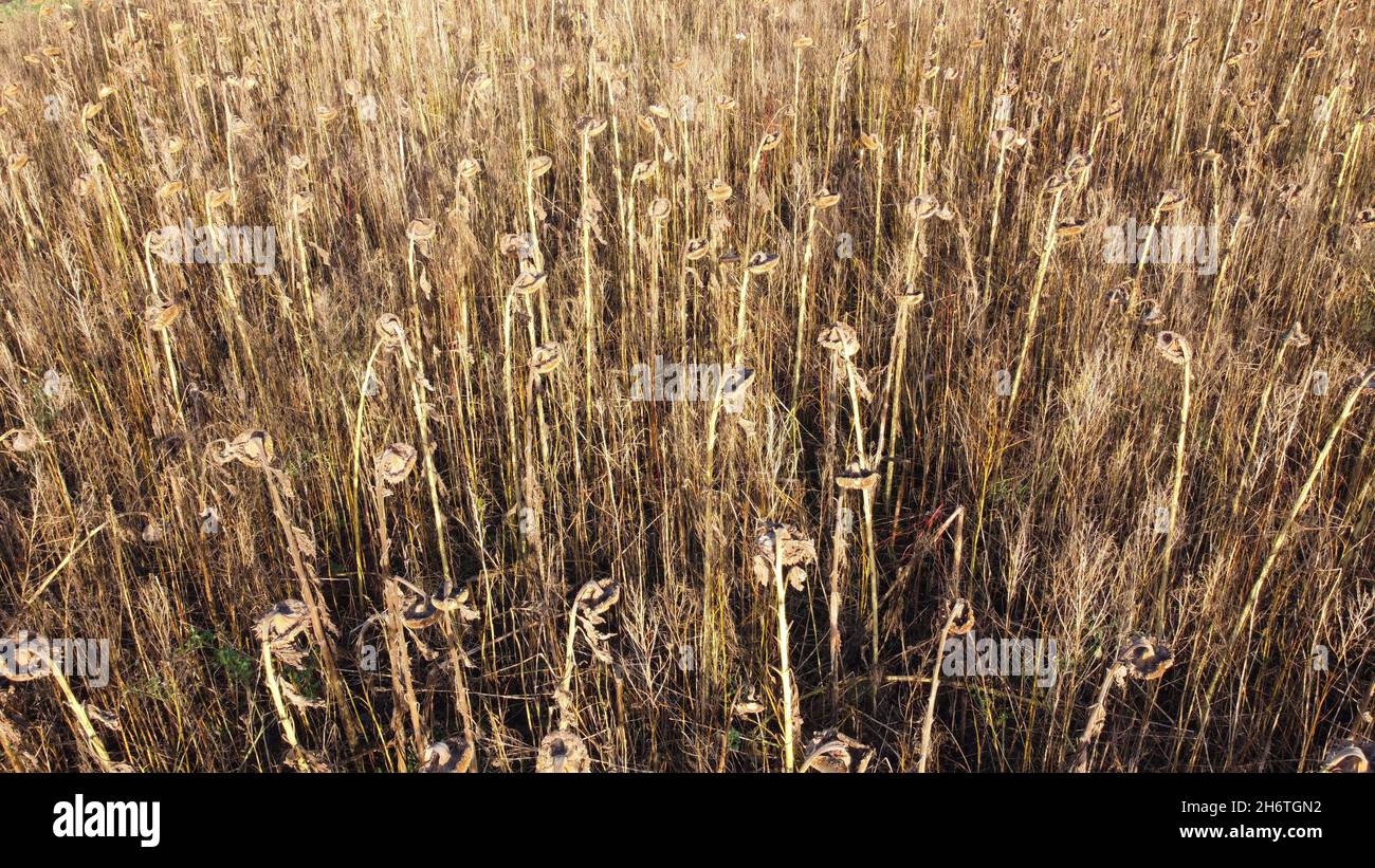 Yaxley, Regno Unito. 17 novembre 2021. Un campo di girasoli morti appendere la loro testa in un campo vicino a Yaxley, Cambridgeshire, Regno Unito, il 17 novembre 2021 Credit: Paul Marriott/Alamy Live News Foto Stock