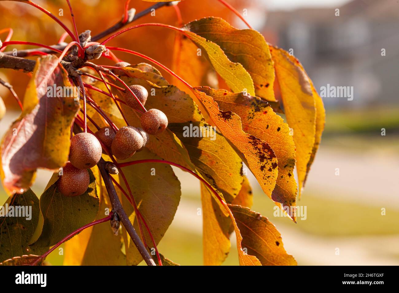 Frutti completamente maturati della pera ornamentale di bradford in autunno. Questi frutti, leggermente tossici per gli esseri umani, sono buoni per gli uccelli. Si tratta di alberi invasivi Foto Stock