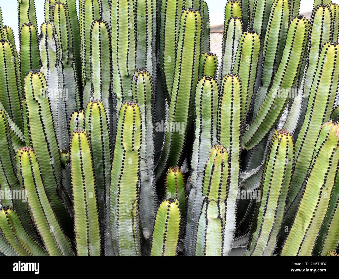 Isole Canarie Euphorbia canariensis sprive succulent crescere vicino insieme Foto Stock