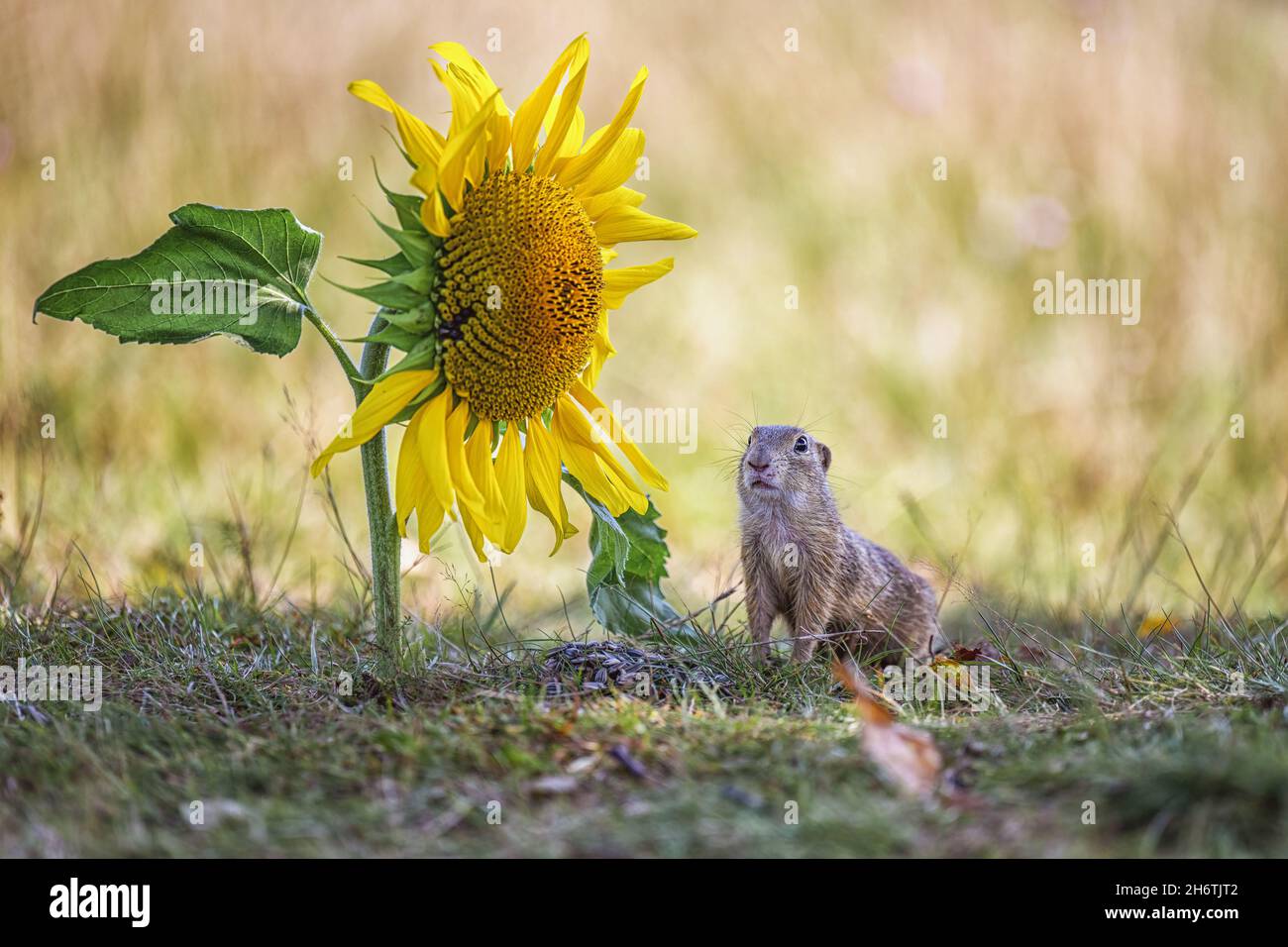 Groundhog si siede in un prato all'ombra e guarda i dintorni. Foto Stock