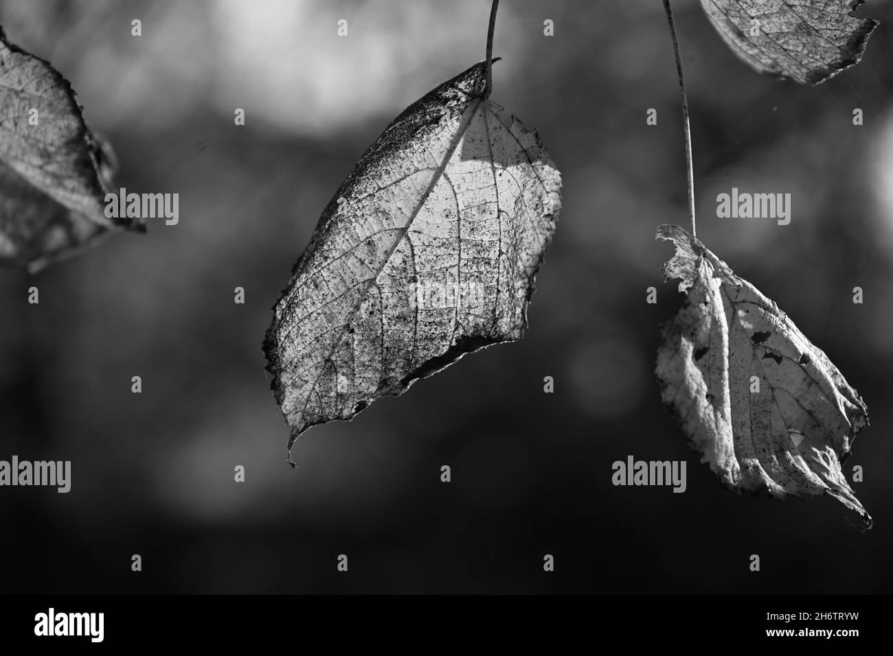 Autunno a Cambridge Foto Stock