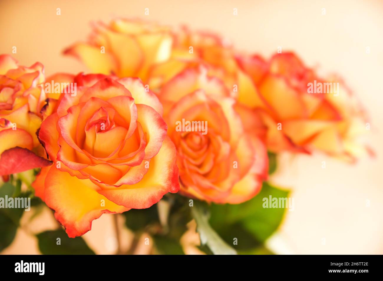 Delicate rose colorate con bokeh e messa a fuoco spostata. Cartolina per mamma per la festa della madre o l'8 marzo. Spazio di copia Foto Stock
