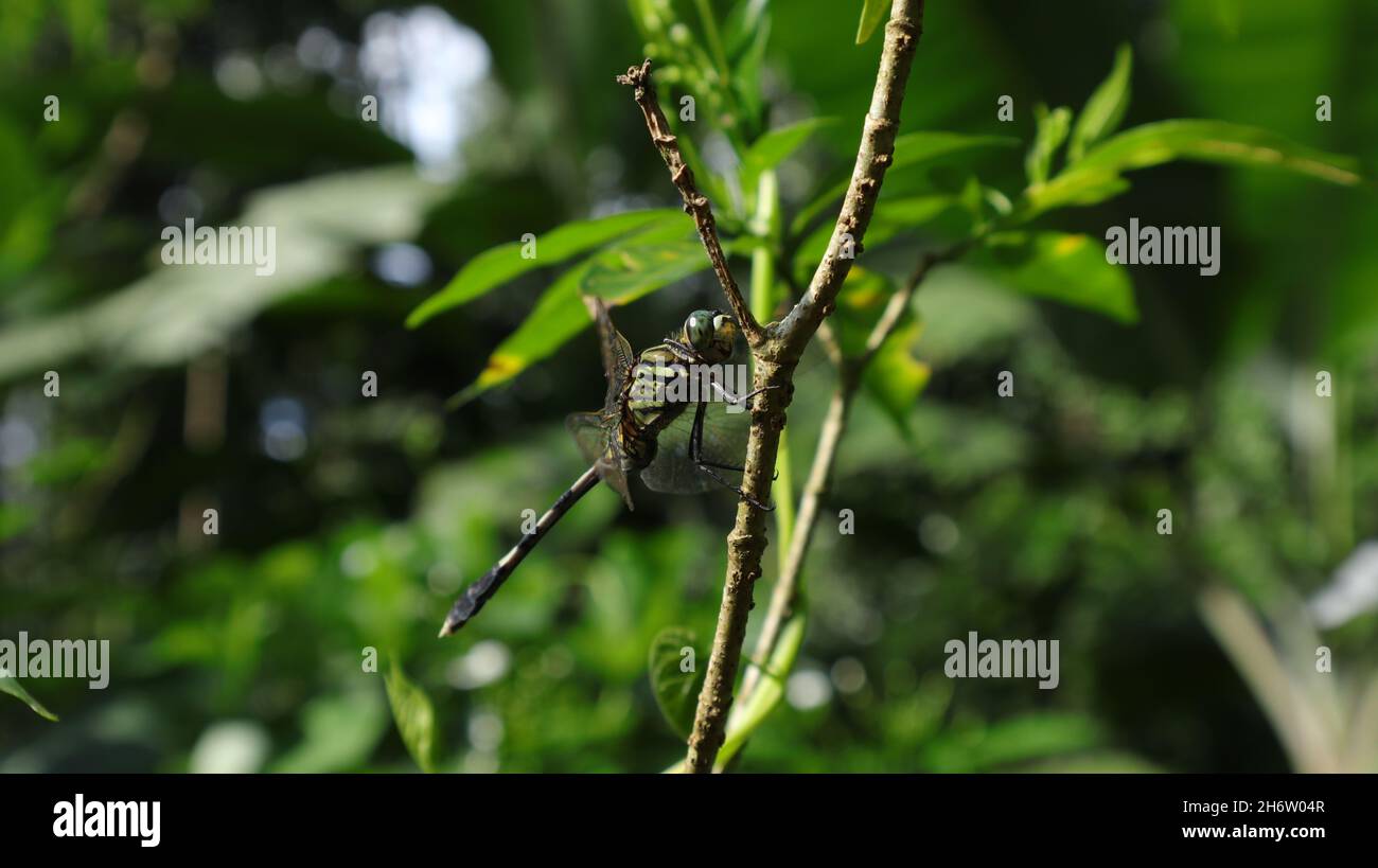 Vista laterale di una libellula verde appollaiata su un gambo nel giardino Foto Stock