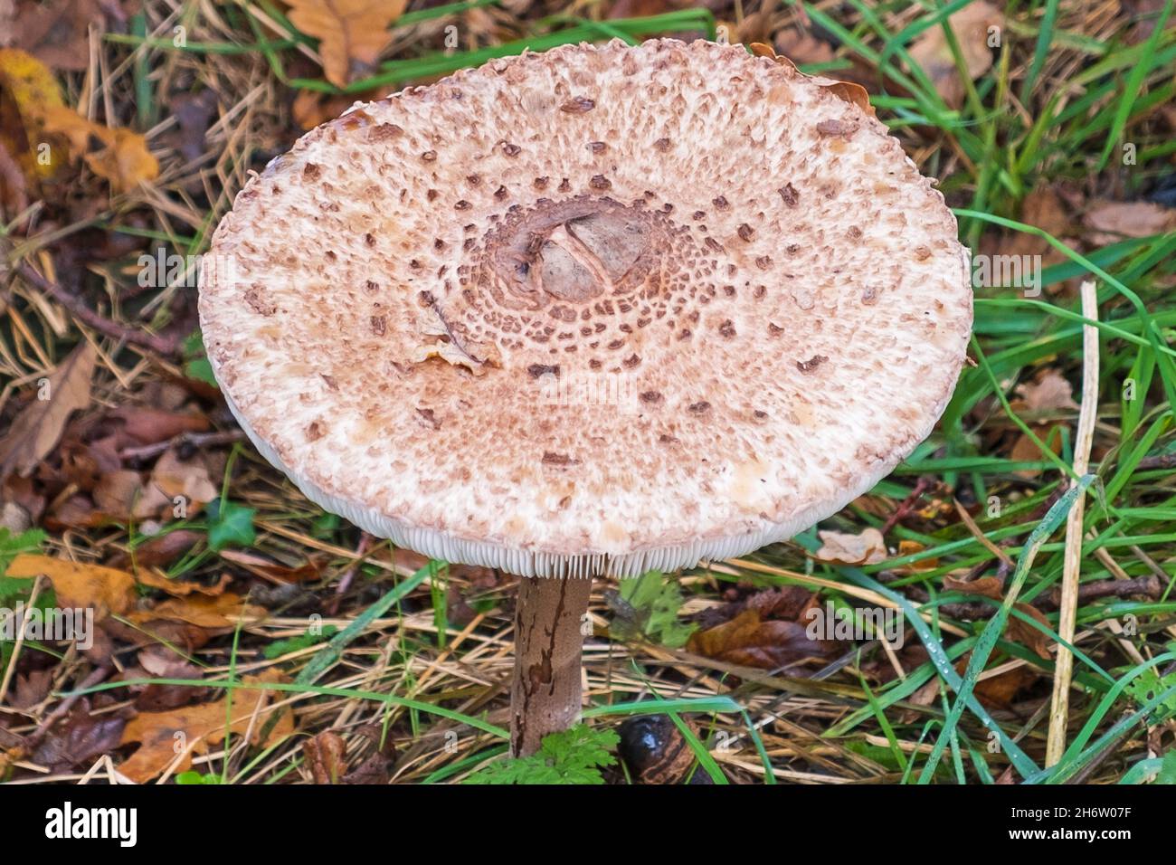 Funghi parasoli in tutta la sua gloria esposti lungo un percorso boschivo inglese. Woburn, Inghilterra. Foto Stock