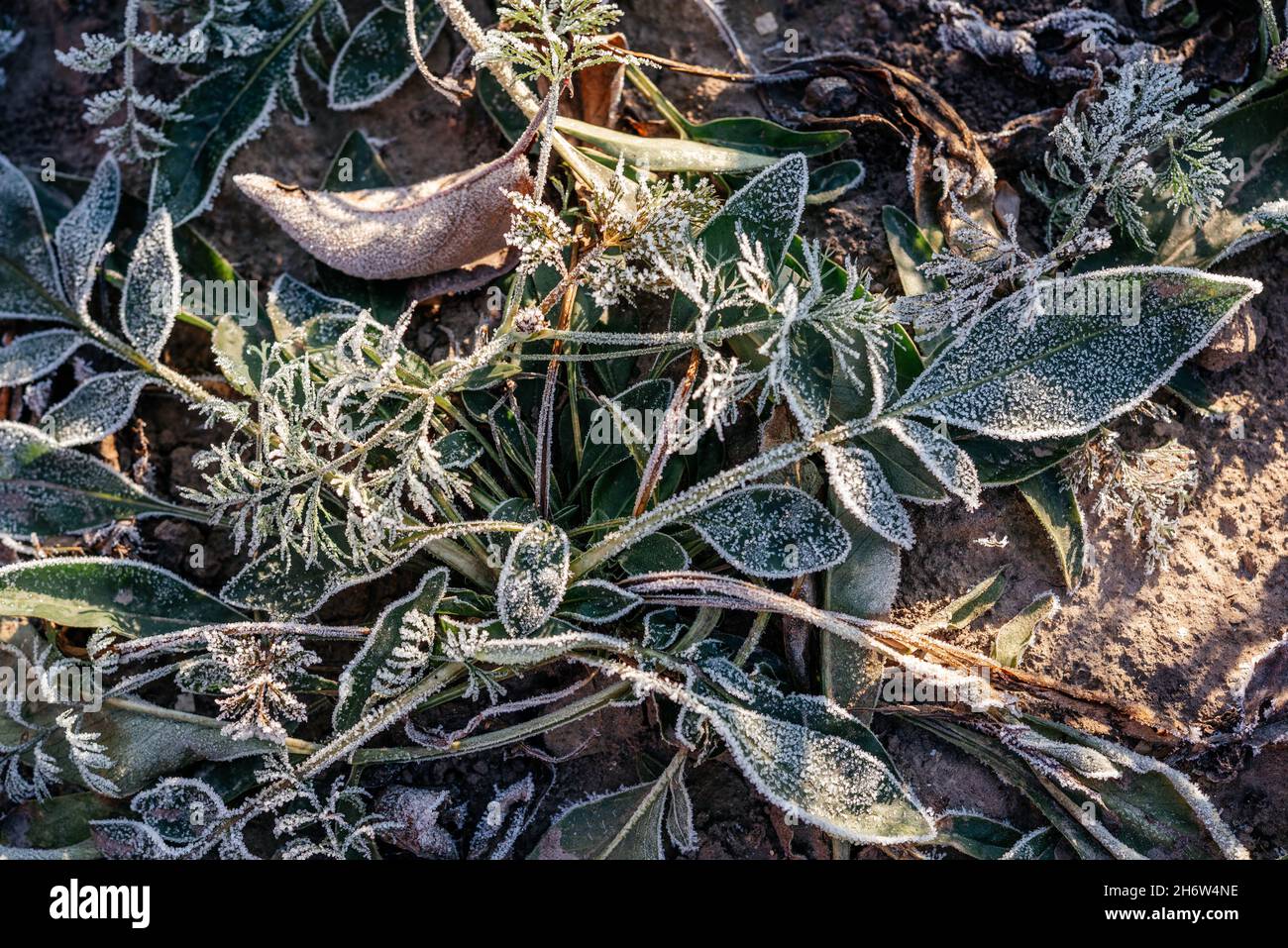 Autunno prima gelo a terra Foto Stock