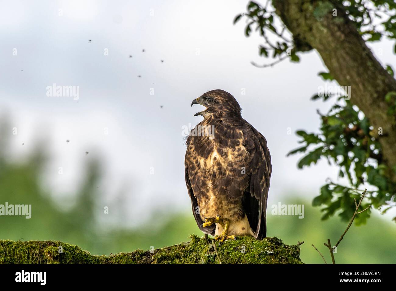 Il giovane pulcino di Buzzard lascia il nido e si abbassa in un albero pronto a testare le sue ali per il volo circondato da mosche.Lancashire UK Foto Stock