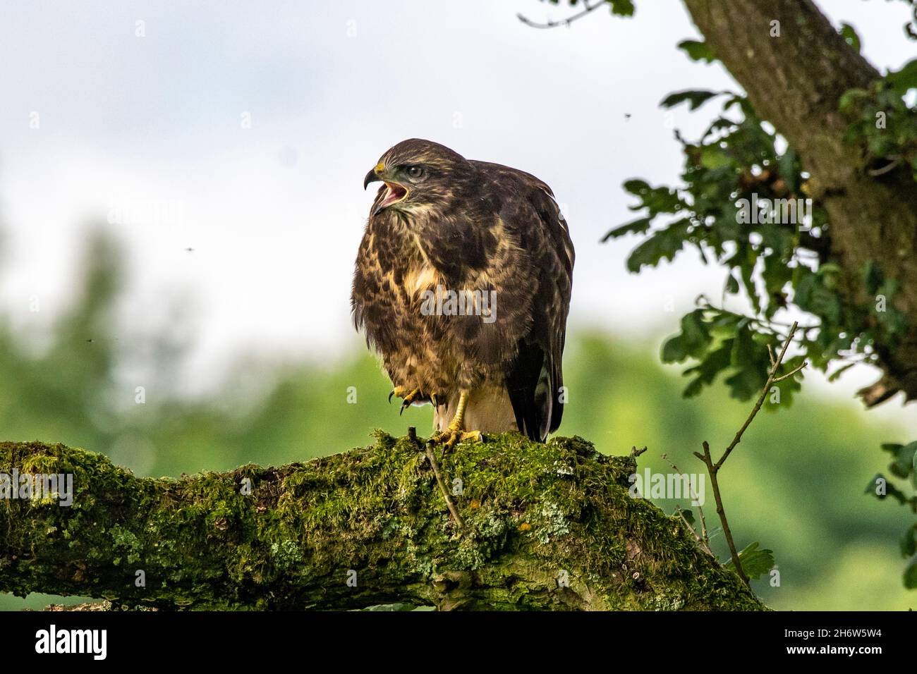 Il giovane pulcino di Buzzard lascia il nido e si abbassa in un albero pronto a testare le sue ali per il volo circondato da mosche.Lancashire UK Foto Stock