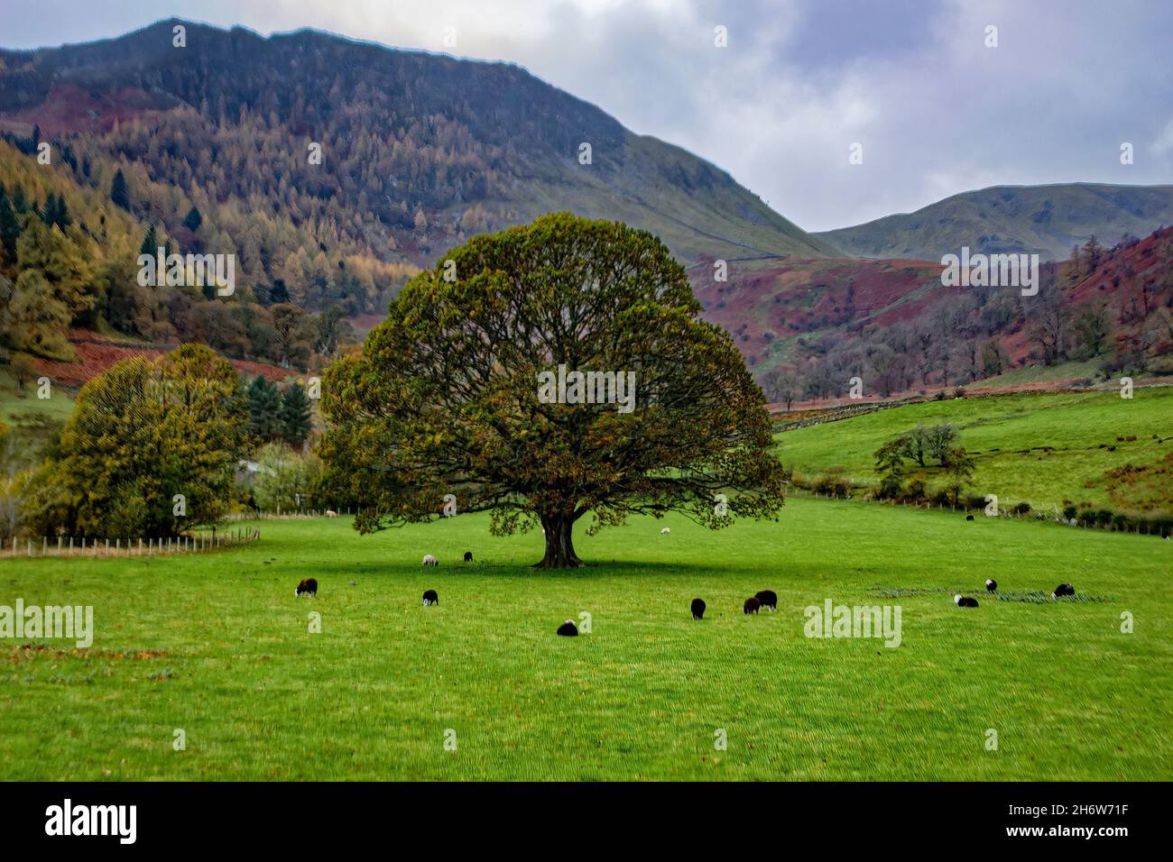Albero da bellissimo lago Ullswater nel Lake District inglese Foto Stock